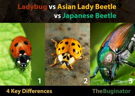 fake ladybug name|lady bug vs japanese beetle.